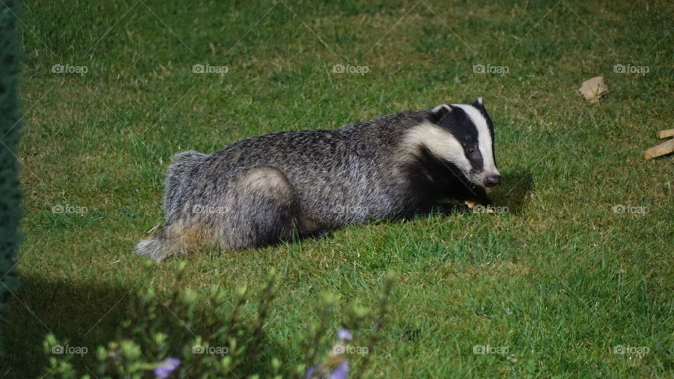 Badger 