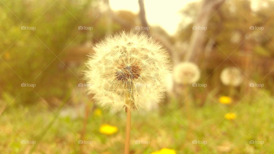 Dandelion growing at outdoors