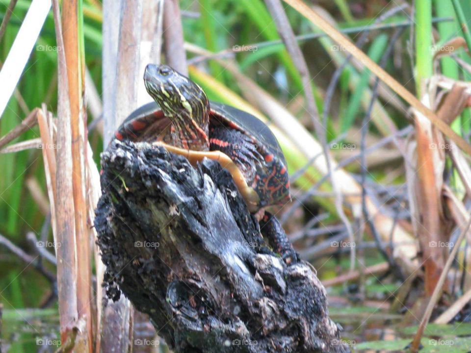 Painted Turtle just hanging out for sun in the reeds at edge of back bay of the Lake