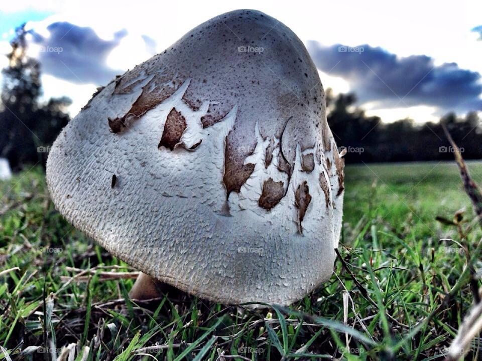 Tiny mushroom that appears to be enormous 