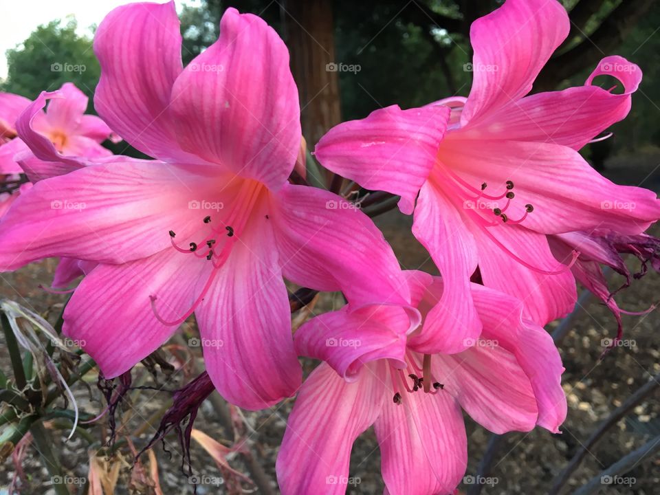 Beautiful pink vibrant flowers