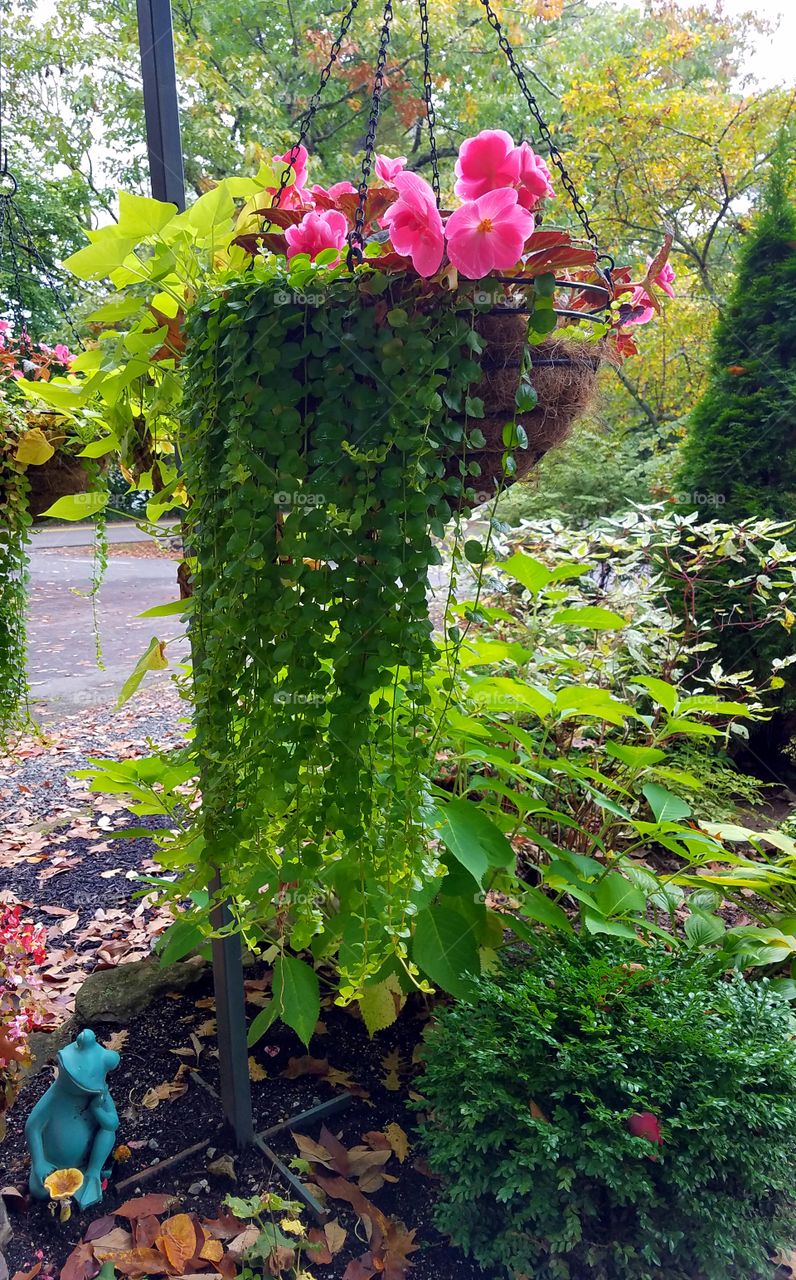 Hanging plant with pink flowers.