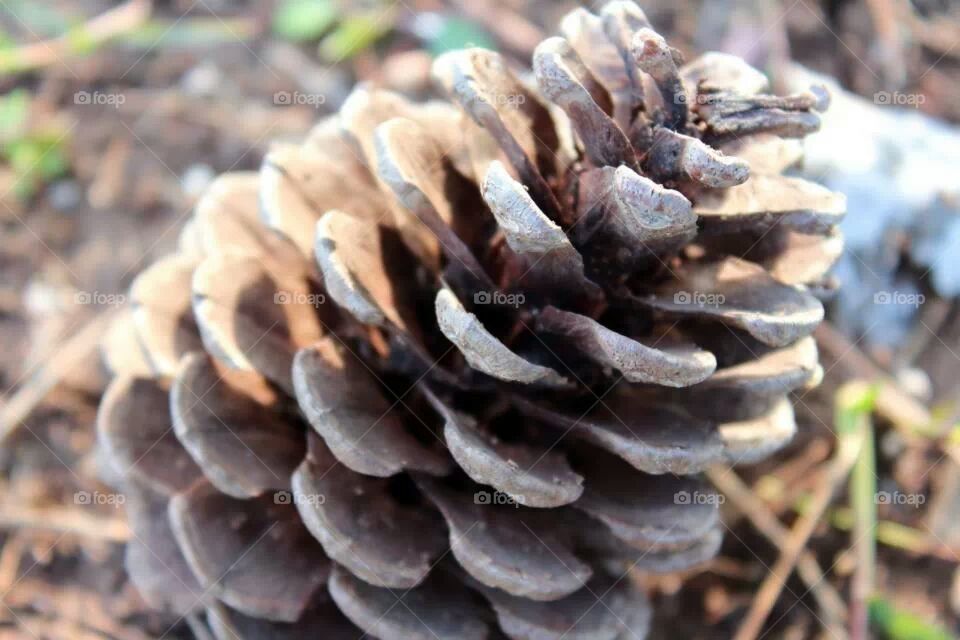 Pine Cone