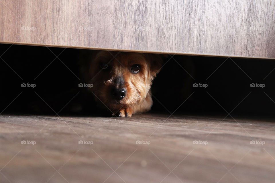 Yorkie peaking out underneath the door