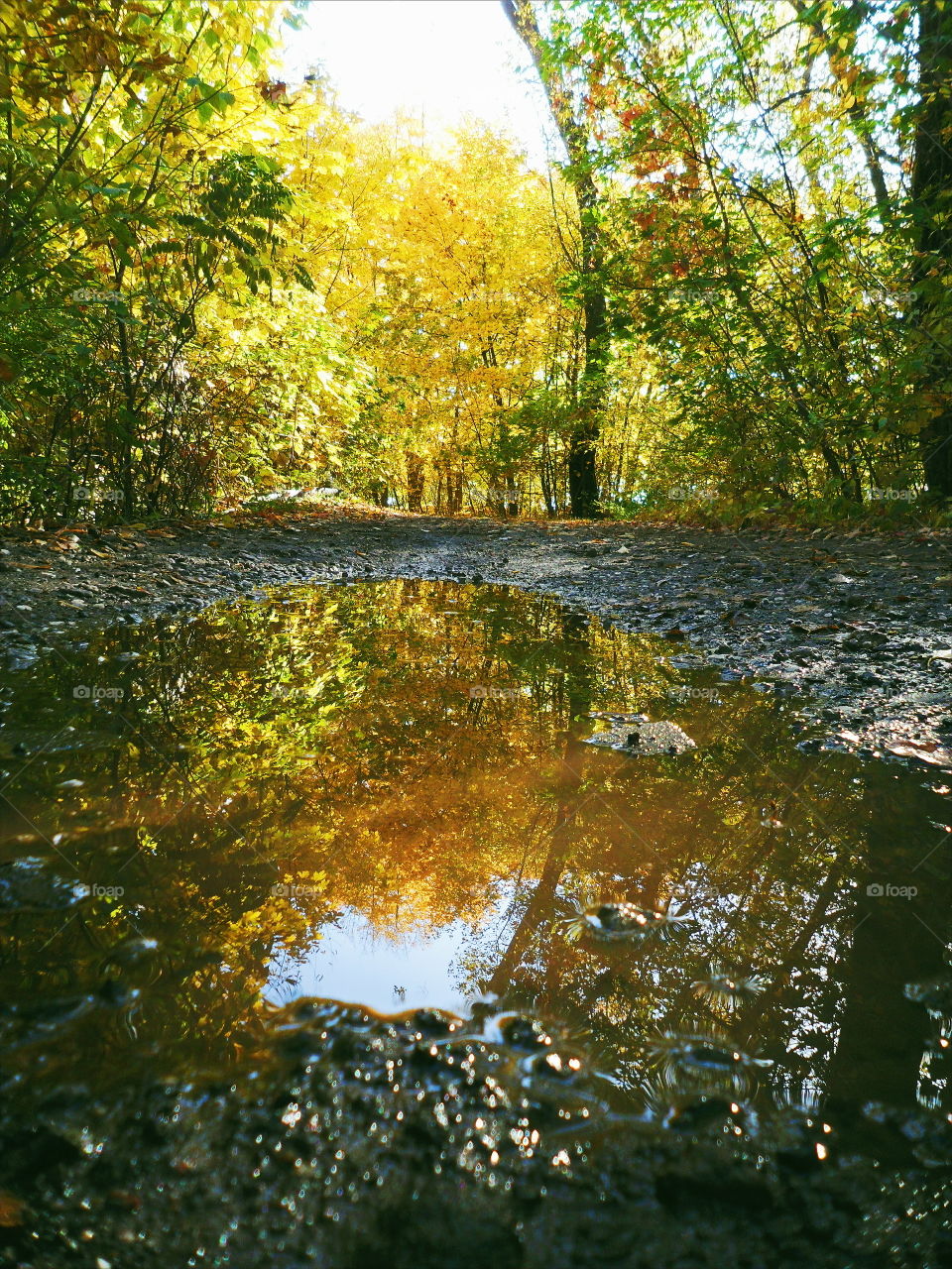 Reflection of autumn in a puddle