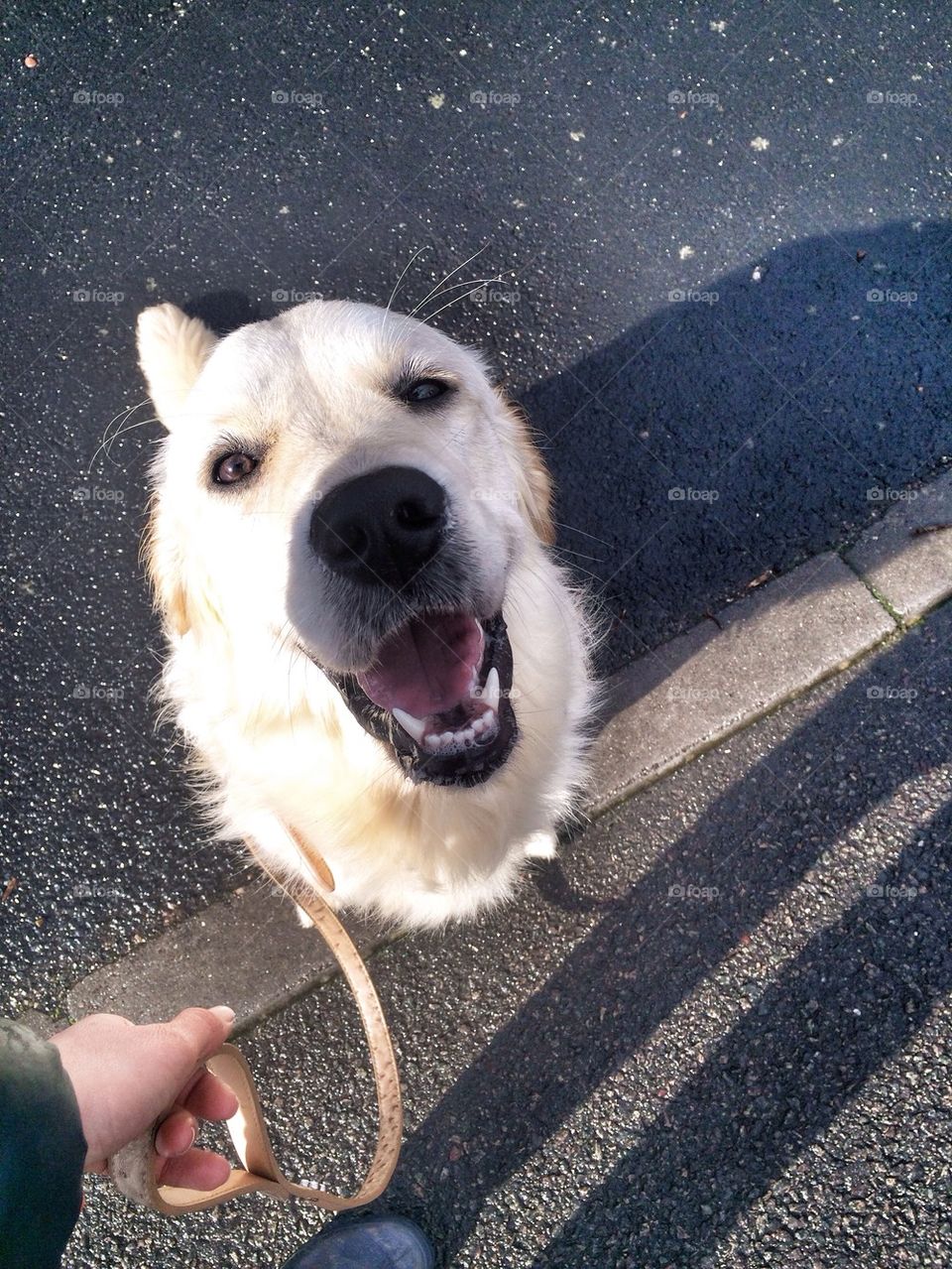 Zoe - Golden retriever