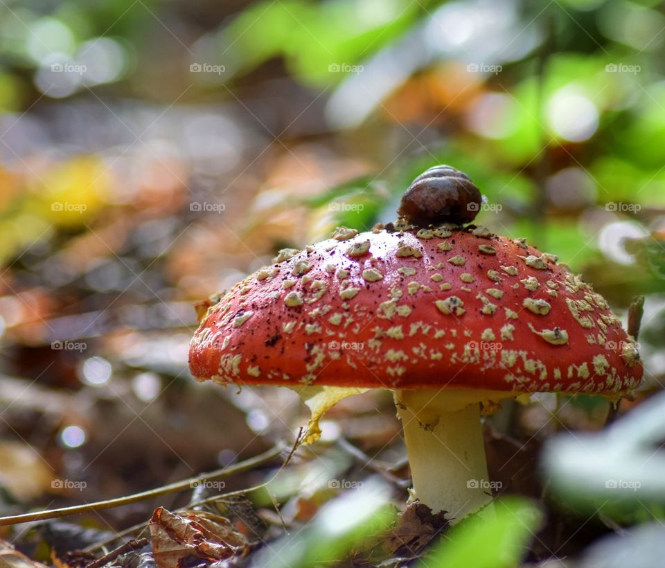 Snail on a mushroom.