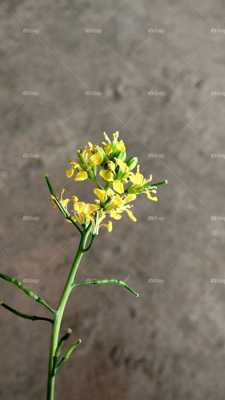 small yellow flowers simply nice