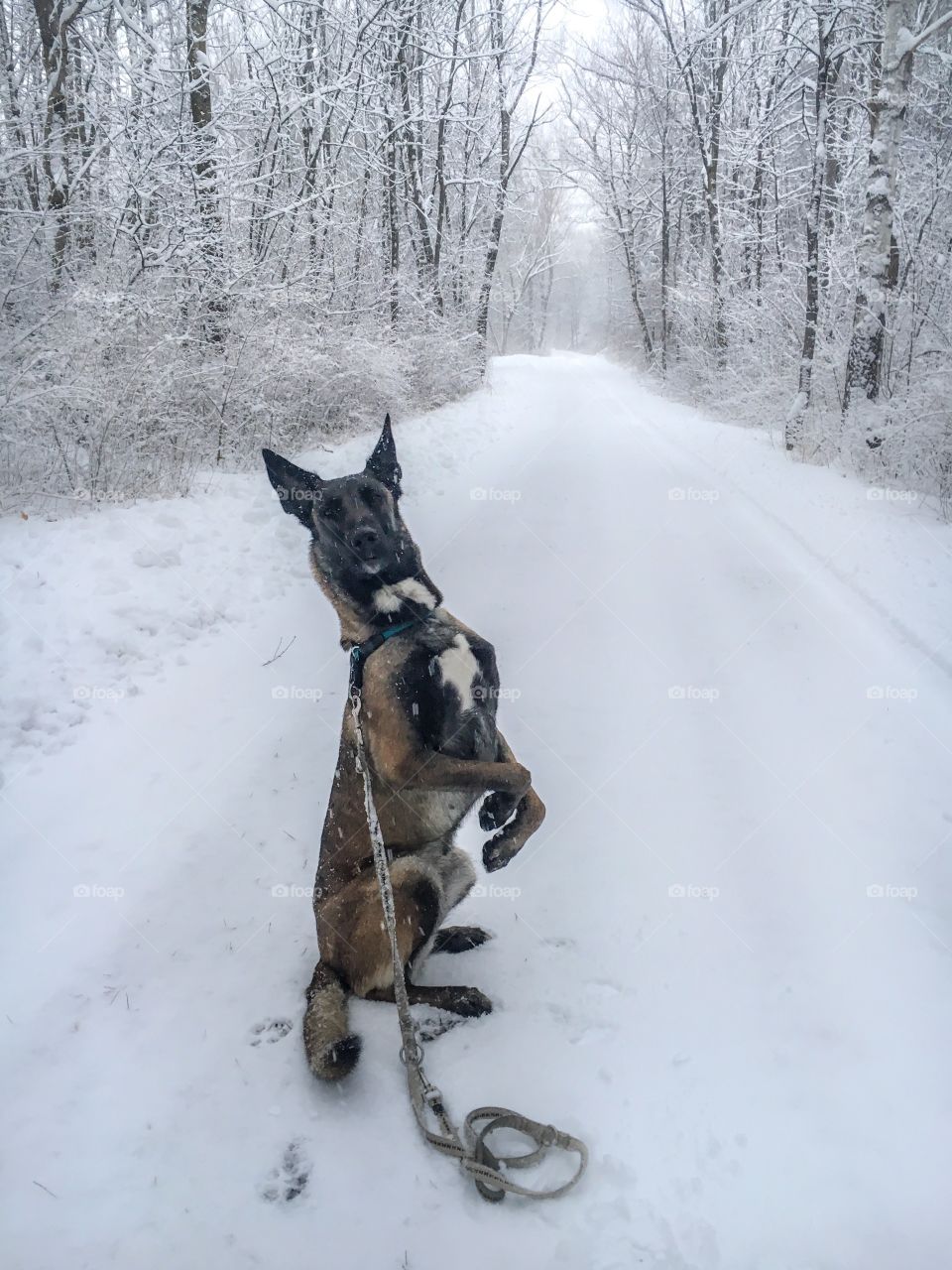 belgian malinois in winter forest.