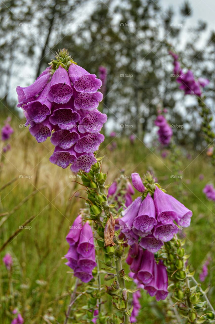 High angle view of foxglove flowers