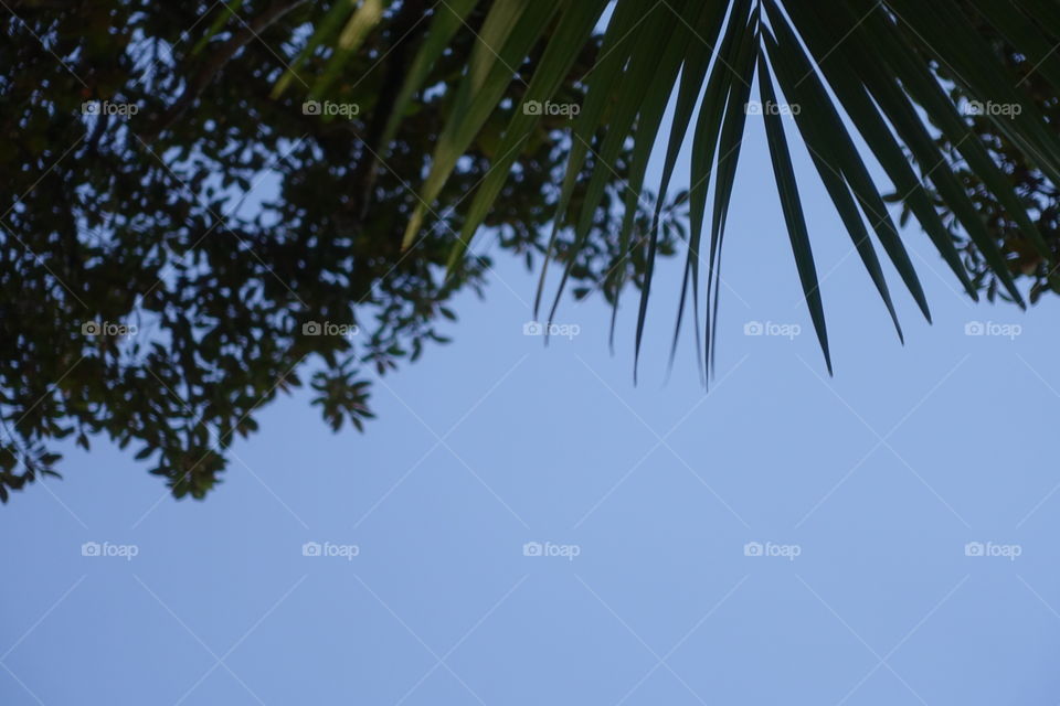 Nature Design. Two types of leaves create stunning image.