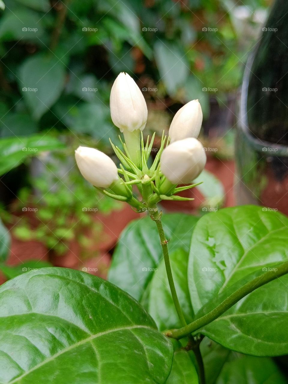 Jasmine flower