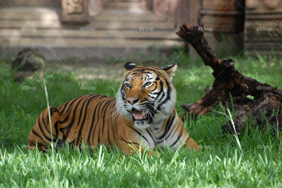 Tiger at Zoo Miami