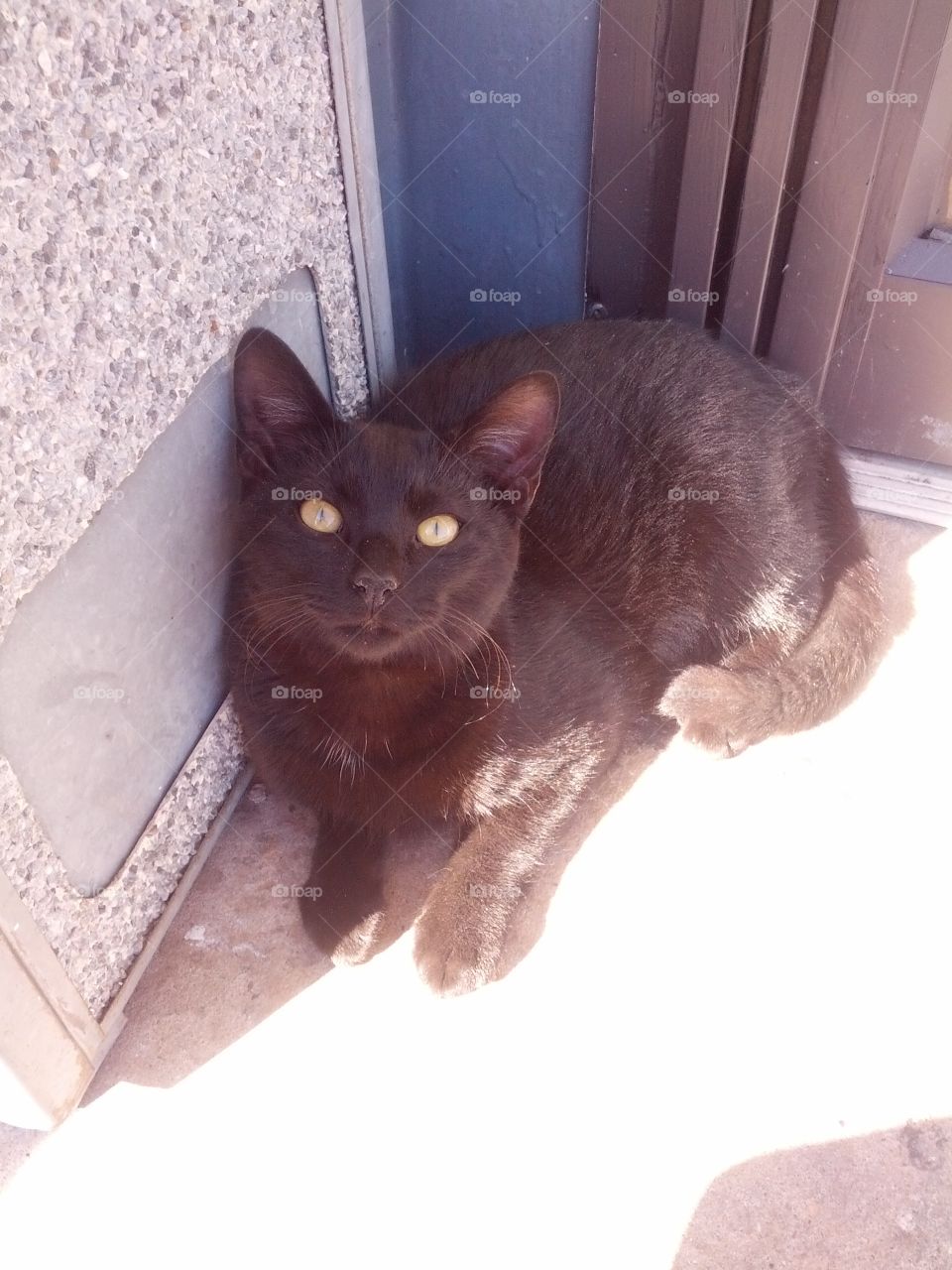 A black cute cat