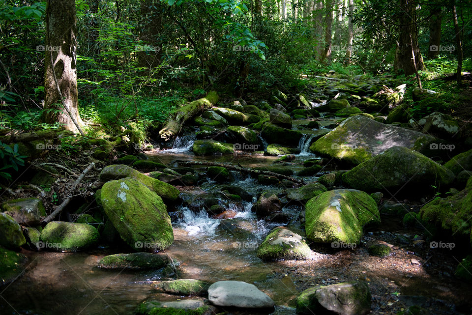 Mossy, babbling brook in a forest 