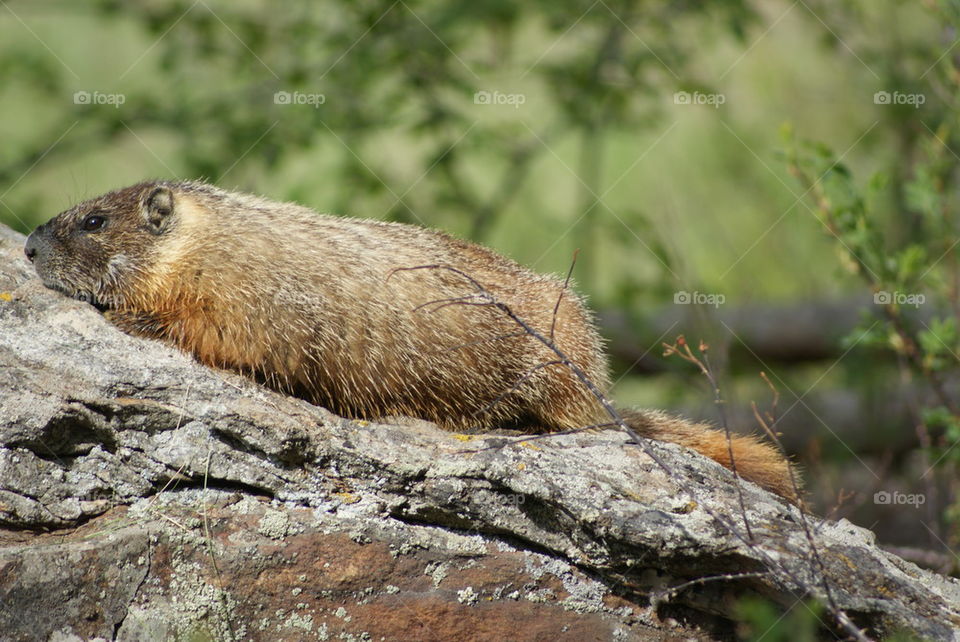 yellow bellied marmot