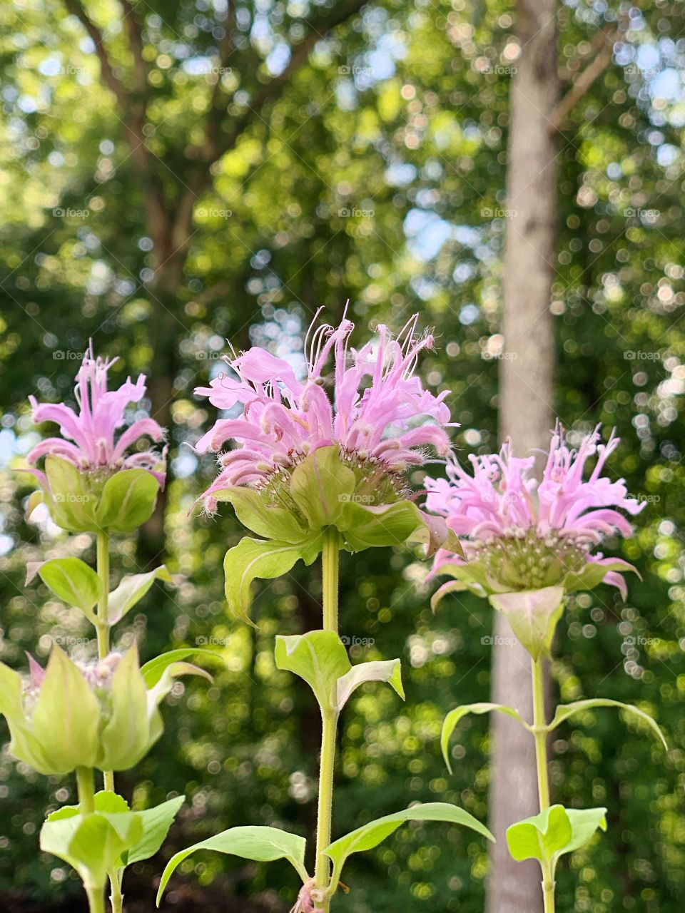 Pink Bee Balm flowers