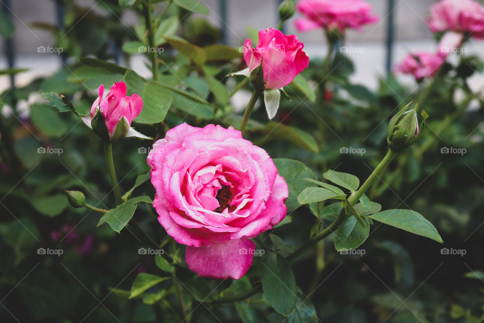 Pink roses