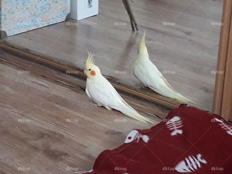 Cokatiel's reflet on the mirror