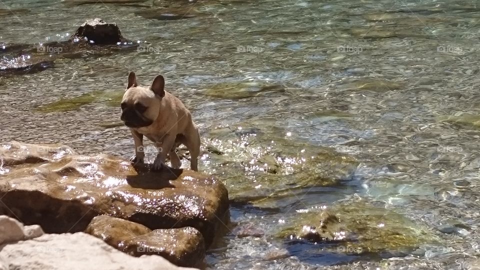 Bulldog on the beach