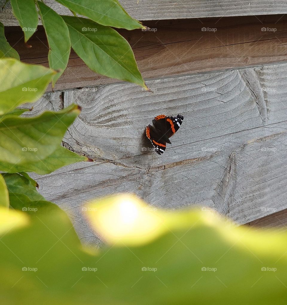 Butterfly in evening sun