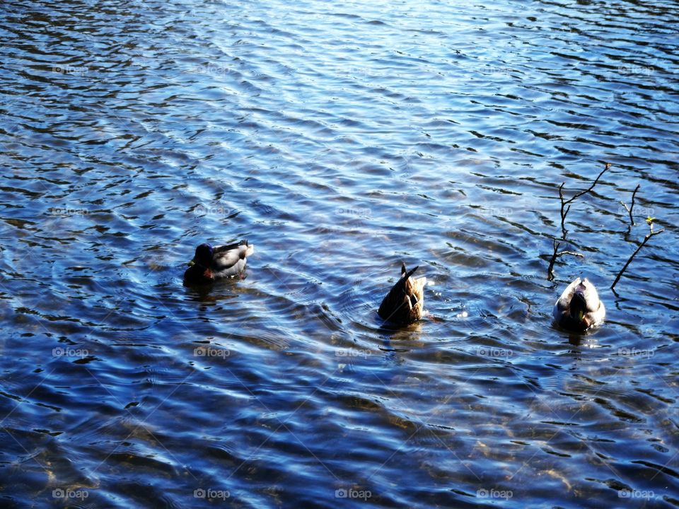 ducks. ducks on the lake in Wollaton Park enjoying spring