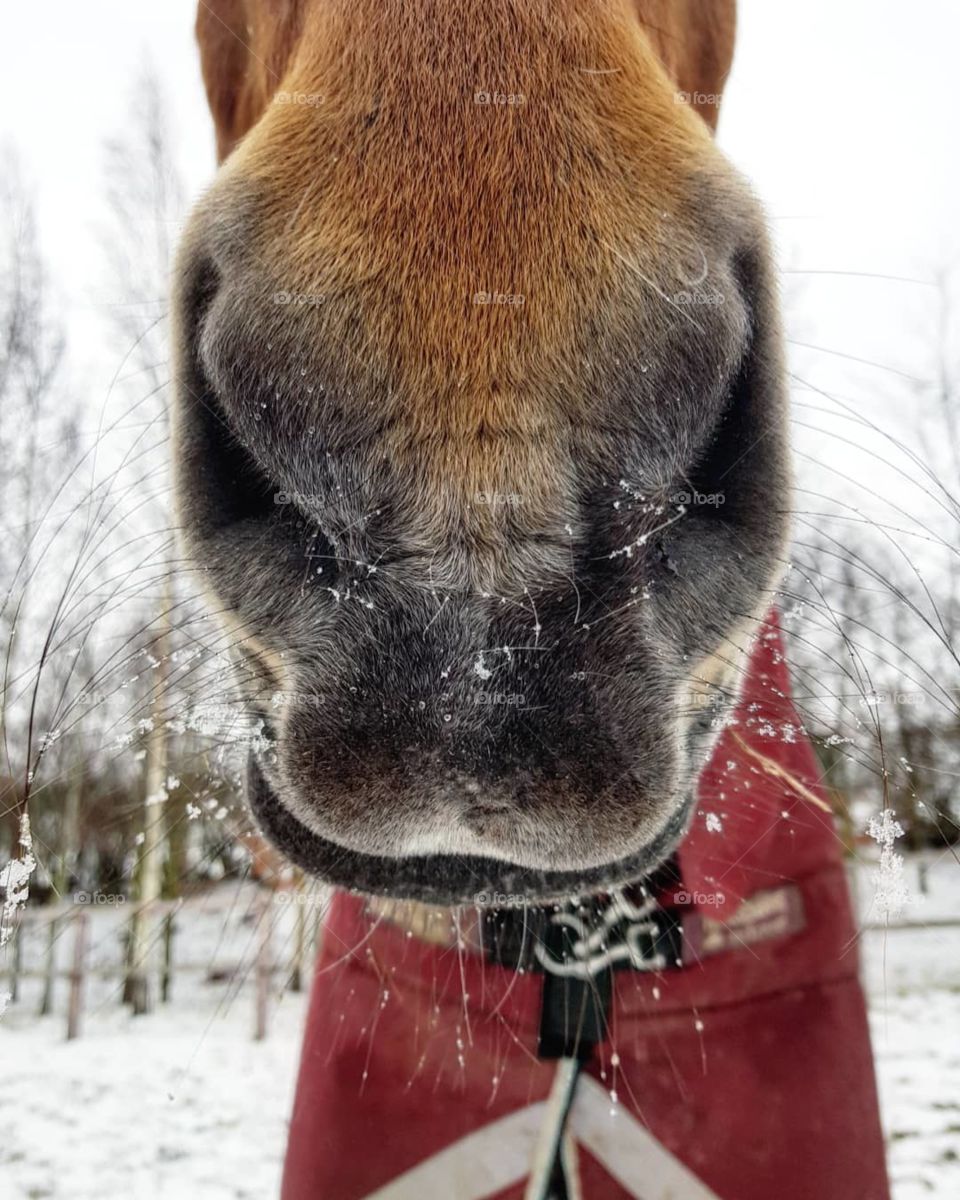 horse muzzle, nose, mouth and whiskers in the snow