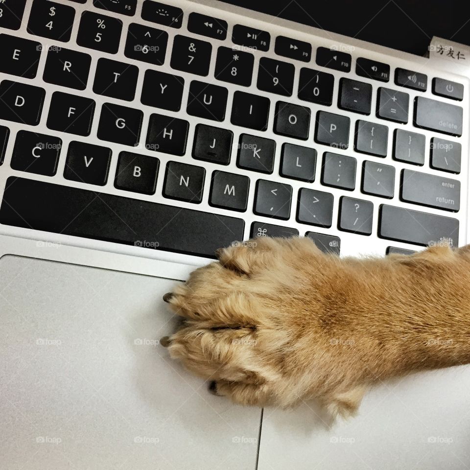Stop Work. Butter put his paw on the keyboard when we ignore him.