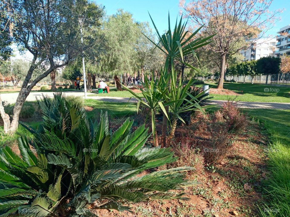 photo trees in a parc