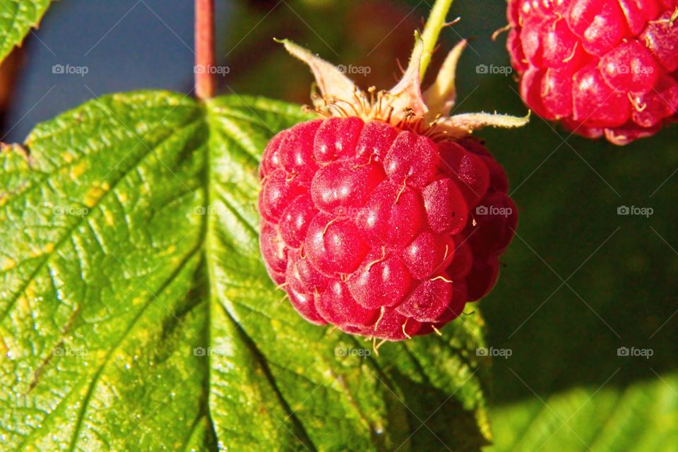 red raspberry on a branch