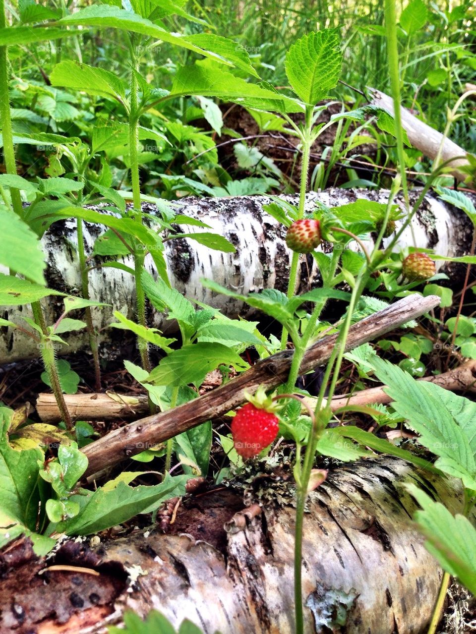 Wild strawberries in the forest!