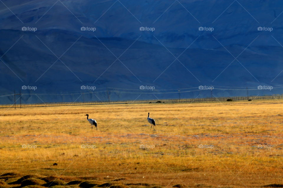 landscape of Ladakh, india