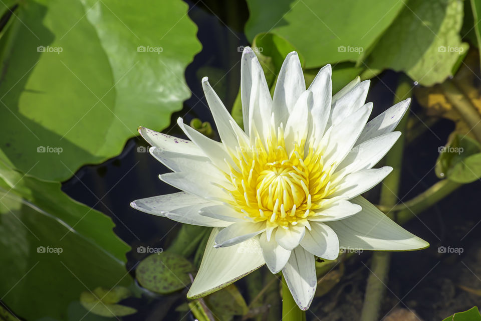 The beauty of the White Lotus Bloom in ponds