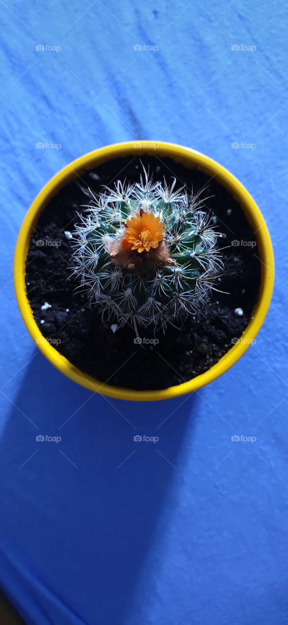 Cactus