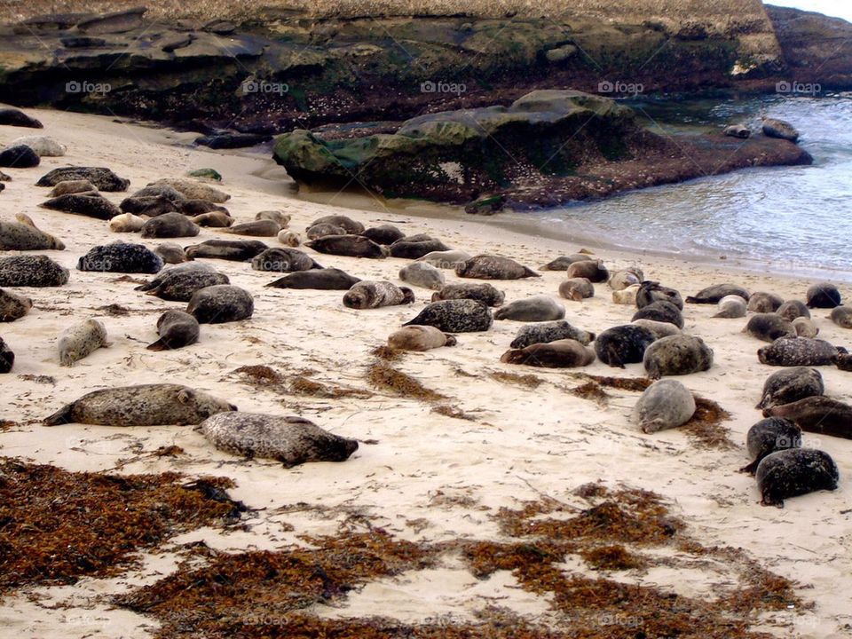 beach group1 seals by refocusphoto