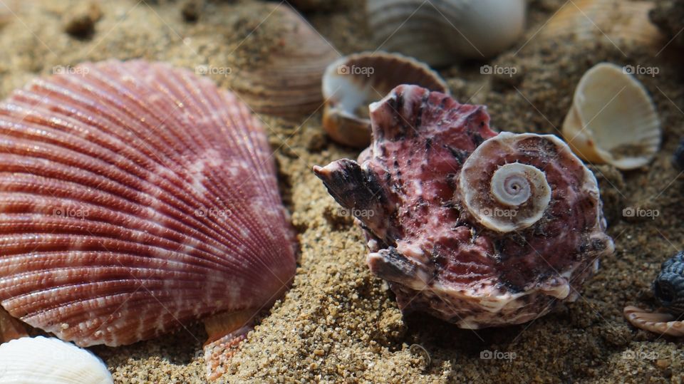 Scallop shells on beach