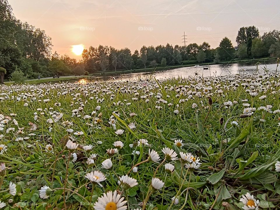 sunset at the edge of the pond