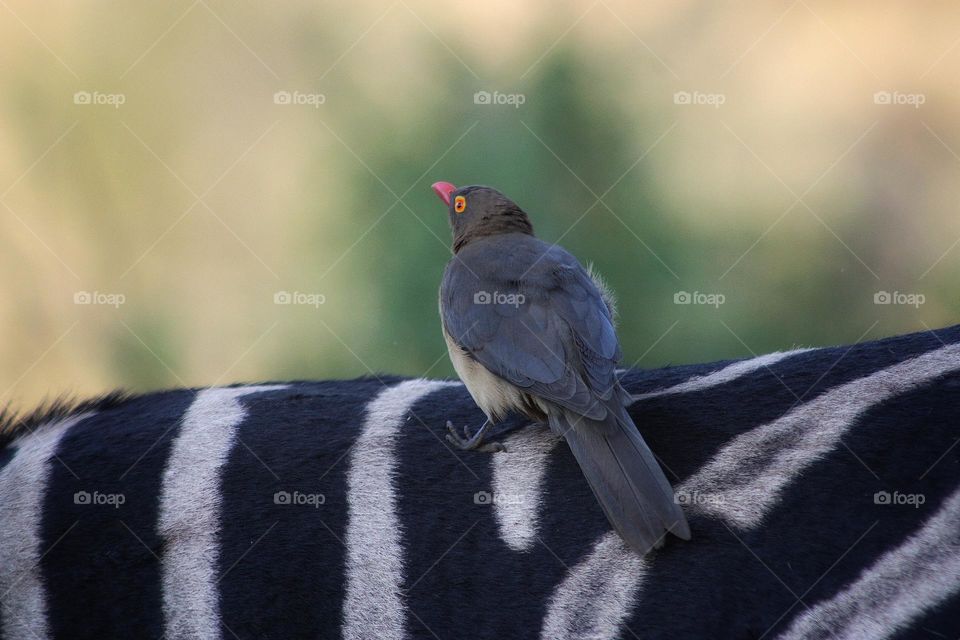 Oxpecker riding a zebra.