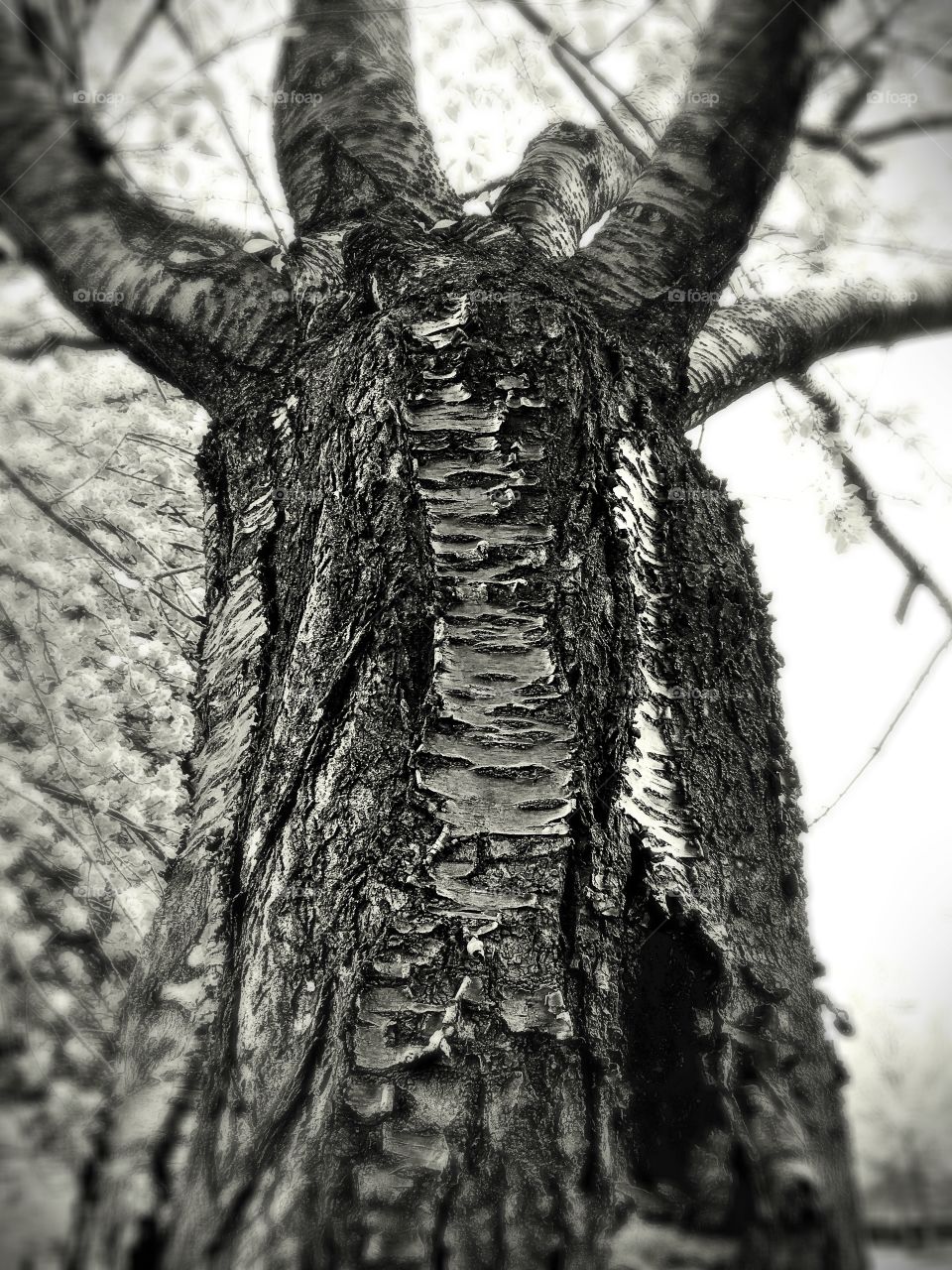 Tree bark from a Cherry tree