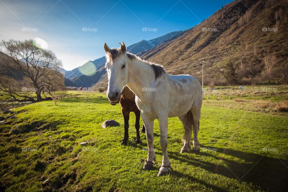 Two majestic horses on green valley
