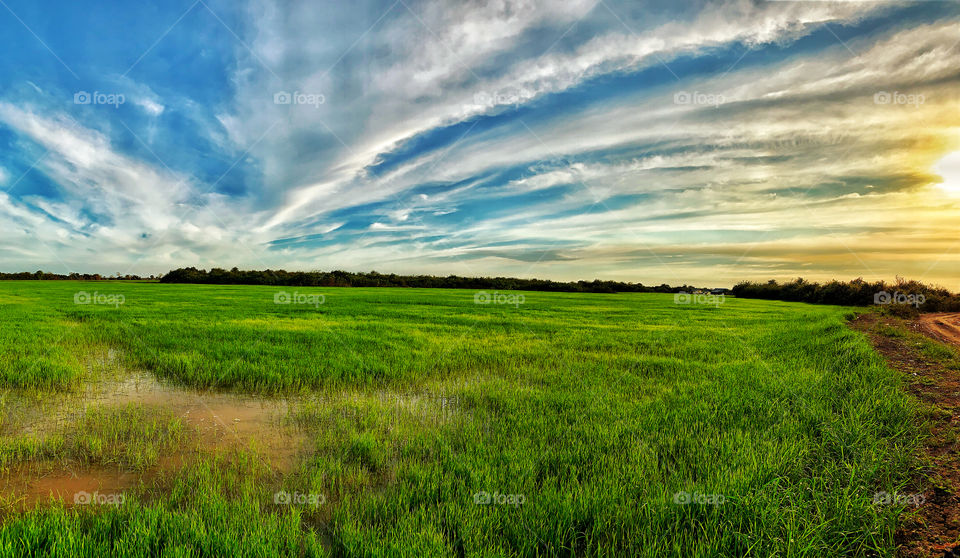 The beautiful sky is on the rice field in part of countryside  in Cambodia in almost sunset ray.