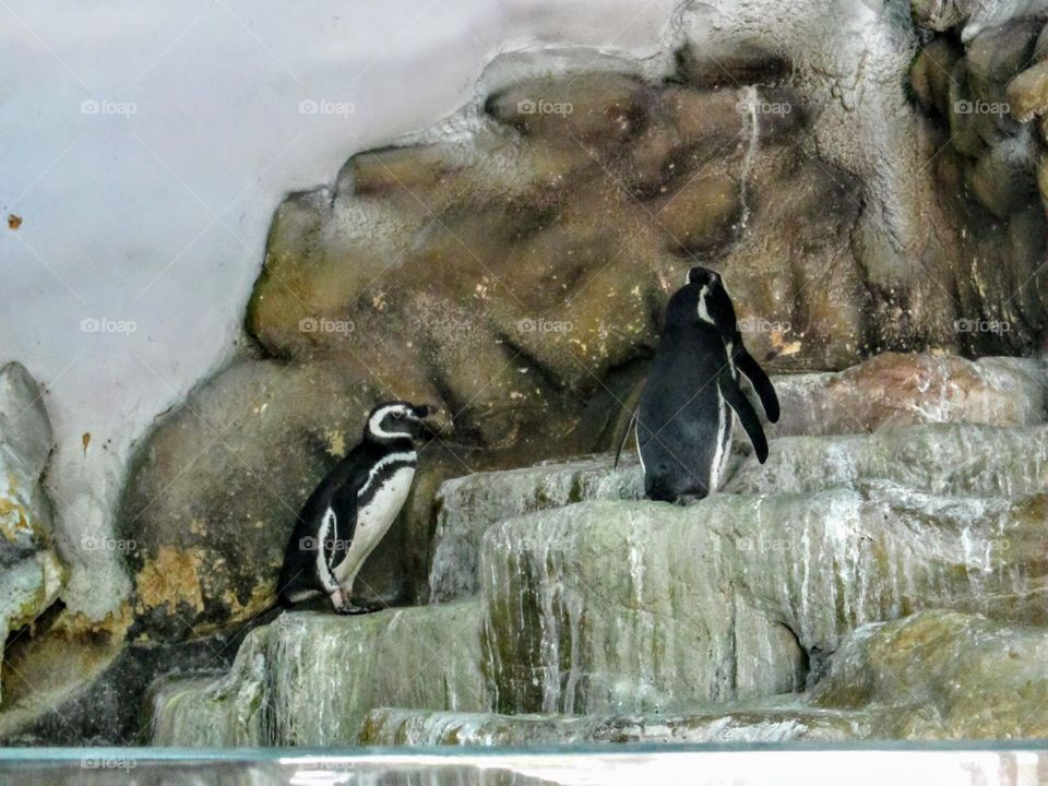 penguins in rocks