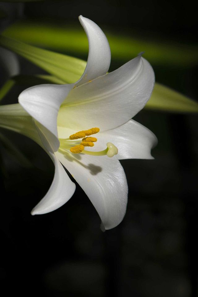 Easter Lilly