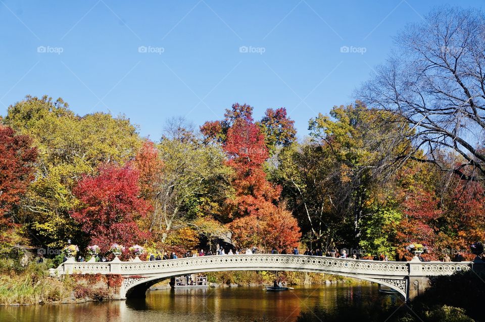 A panoramic view of the iconic Bow Bridge in Central Park-it's slightly archer's bow gently swoops over The Lake surrounded by kaleidoscope of vibrant fall colors