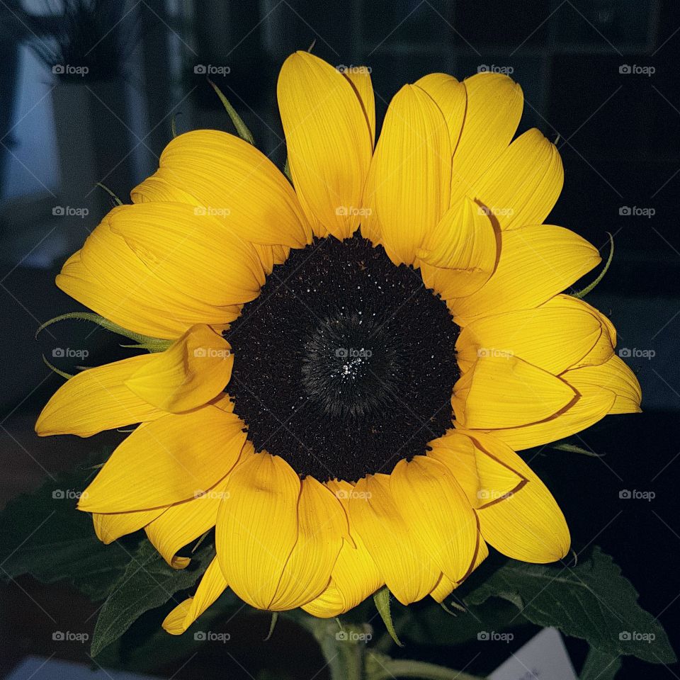 Sunflower close-up