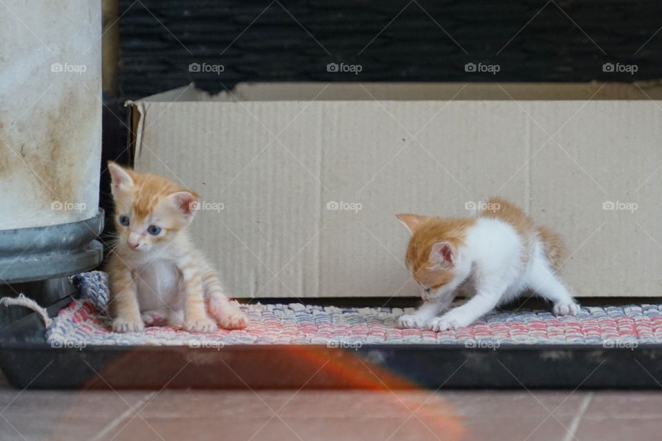 kittens playing