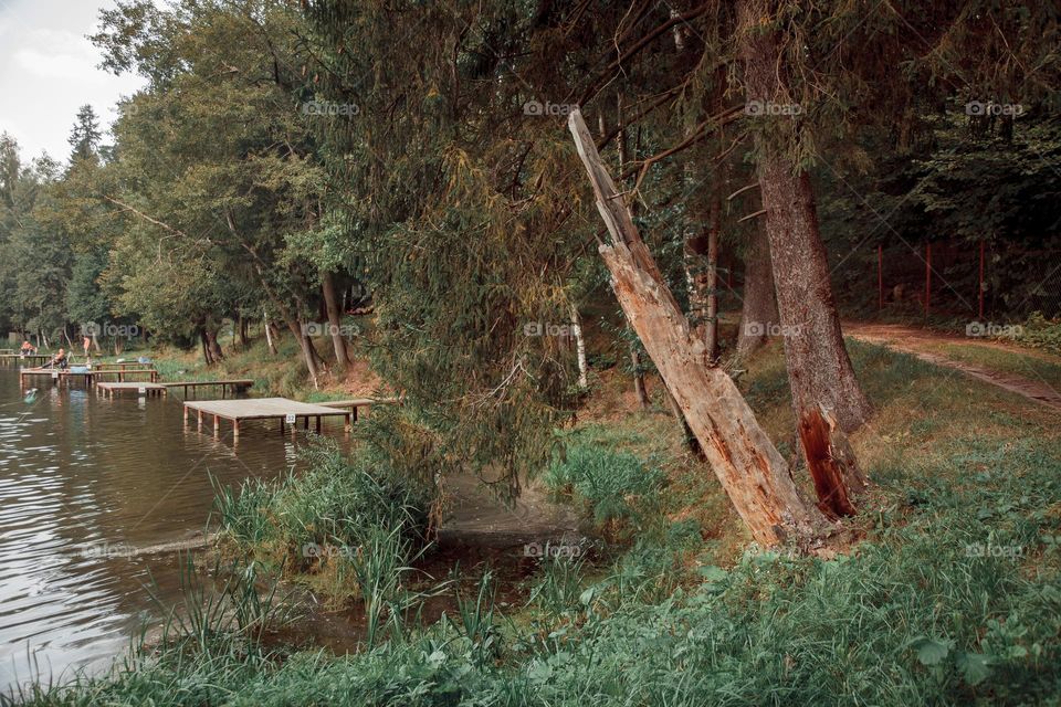 Summer landscape with pond