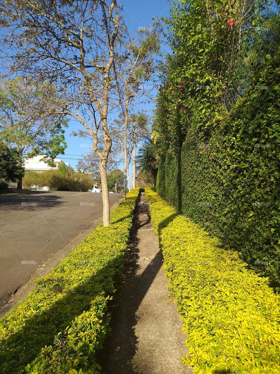 Sidewalk and wall covered with plants