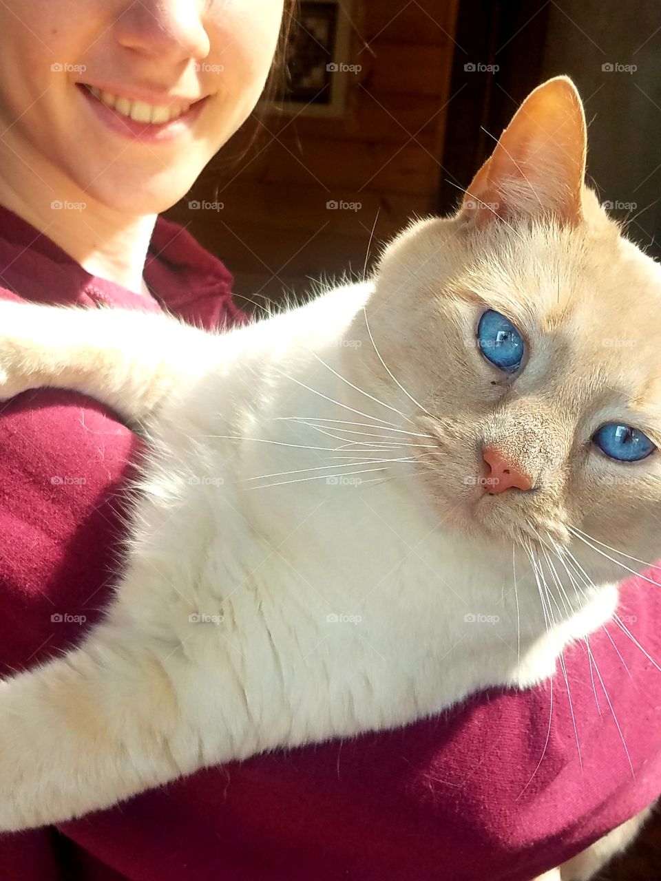 cat with blue eyes being held by girl