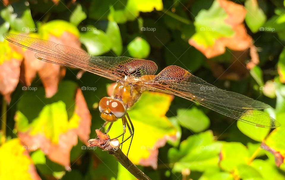 Dragon fly 